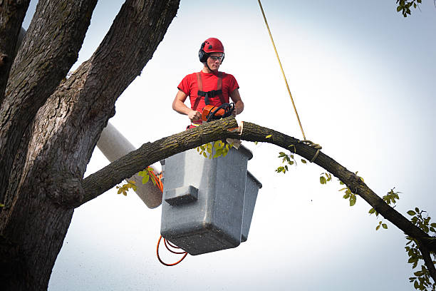 Best Root Management and Removal  in Lavalette, WV